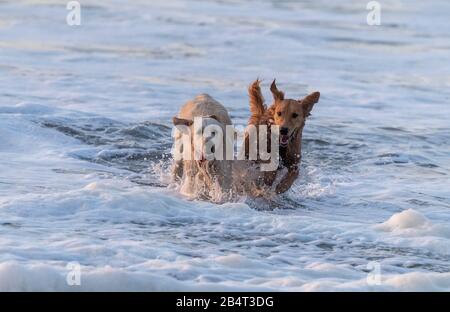 Cani che giocano nel surf in una serata di sole. Foto Stock
