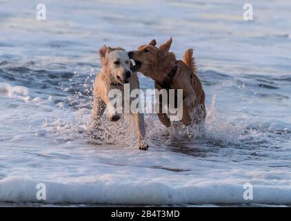 Cani che giocano nel surf in una serata di sole. Foto Stock