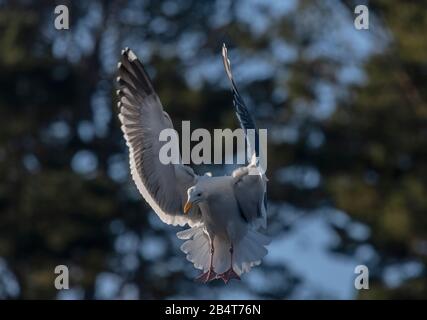 Gabbiano occidentale, Larus occidentalis, in volo, costa della California centrale. Foto Stock