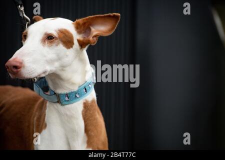 Un Ebizan al Birmingham National Exhibition Centre (NEC) per il terzo giorno del Crufts Dog Show. Foto Stock