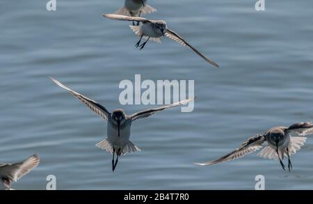 Sandpiper occidentale, Calidris mauri, atterrando sul litorale al Mclaughlin Eastshore state Park, California Foto Stock