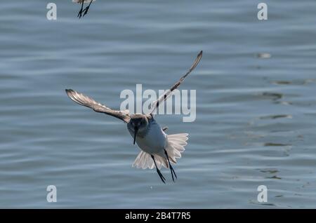 Sandpiper occidentale, Calidris mauri, atterrando sul litorale al Mclaughlin Eastshore state Park, California Foto Stock