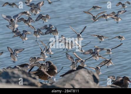 Western Sandpiper, Calidris mauri, Flock (con alcuni dunlin) atterrando sulla costa al Mclaughlin Eastshore state Park, California Foto Stock