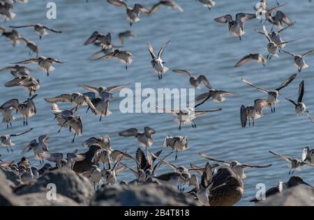 Western Sandpiper, Calidris mauri, Flock (con alcuni dunlin) atterrando sulla costa al Mclaughlin Eastshore state Park, California Foto Stock