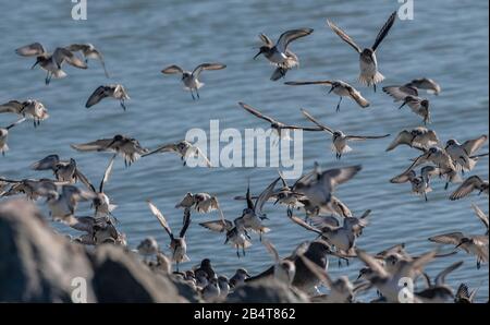 Western Sandpiper, Calidris mauri, Flock (con alcuni dunlin) atterrando sulla costa al Mclaughlin Eastshore state Park, California Foto Stock