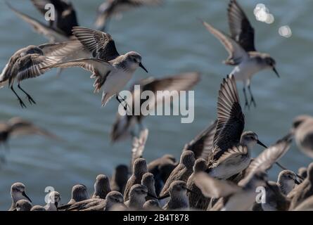 Il sandpiper occidentale, Calidris mauri, si riverente sul litorale al Mclaughlin Eastshore state Park, California Foto Stock