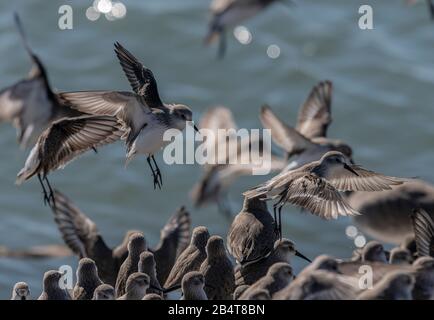 Il sandpiper occidentale, Calidris mauri, si riverente sul litorale al Mclaughlin Eastshore state Park, California Foto Stock