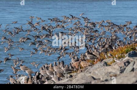 Il sandpiper occidentale, Calidris mauri, si riverente sul litorale al Mclaughlin Eastshore state Park, California Foto Stock