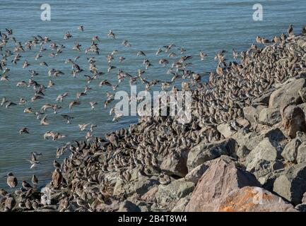 Il sandpiper occidentale, Calidris mauri, si riverente sul litorale al Mclaughlin Eastshore state Park, California Foto Stock