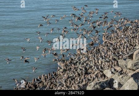 Il sandpiper occidentale, Calidris mauri, si riverente sul litorale al Mclaughlin Eastshore state Park, California Foto Stock