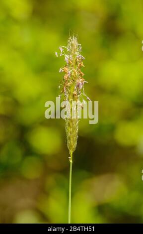 infiorescenza di foxtail grass (alopecurus myosuroides), particolare Foto Stock