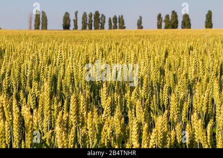 campo di grano splendidamente retroilluminato dal sole Foto Stock