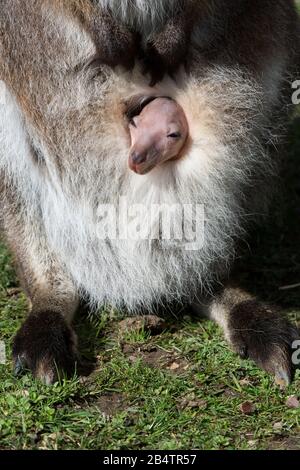 Parma Wallaby Joey schioccando il capo fuori da un sacchetto Foto Stock