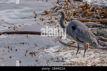 Grande airone blu, Ardea erodiade, nutrimento su letti Kelp Bull, Oceano Pacifico, Monterey, California. Foto Stock