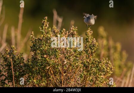 gnatcatcher grigio-blu, Polioptila caerulea in volo in macchia costiera, inverno. California. Foto Stock