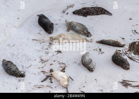 Pacific Harbour Seals, o Sigillo comune, Phoca vitulina riposante e loafing sulla spiaggia sabbiosa alla riserva di stato di Point lobos, costa della California. Foto Stock