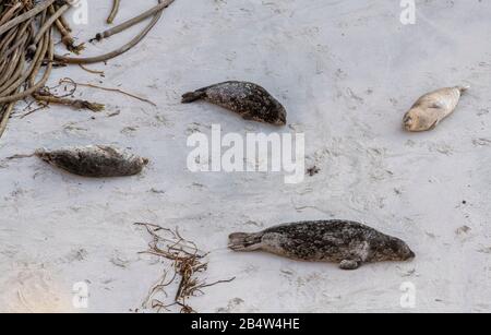 Pacific Harbour Seals, o Sigillo comune, Phoca vitulina riposante e loafing sulla spiaggia sabbiosa alla riserva di stato di Point lobos, costa della California. Foto Stock