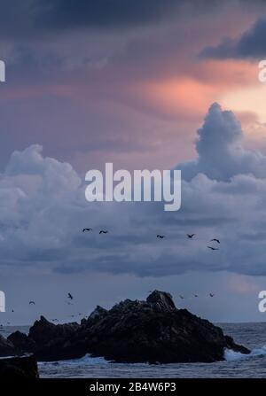 Bello cielo serale che guarda dalla Riserva dello stato di Point lobos di fronte all'Isola degli Uccelli, con Pellicani marrone che arrivano a posatoio; Oceano Pacifico oltre. Foto Stock