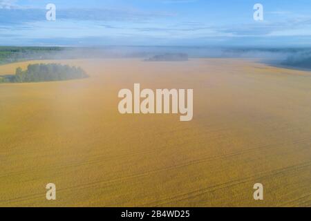 Campo di grano al mattino luglio nebbia (fotografia aerea). Regione di Yaroslavl, Russia Foto Stock