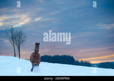 Cavallo della razza Westfalia galopps attraverso la neve profonda. La neve si schizza. Sullo sfondo c'è una foresta. Il cielo è arancione e rosso, è il tramonto. Foto Stock