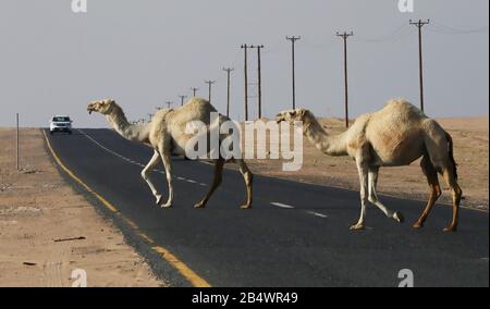 Cammelli che attraversano la strada nel deserto con il traffico e telegrafo pali sul lato Foto Stock