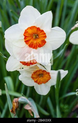 Daffodil Narcissus 'Full House' Foto Stock