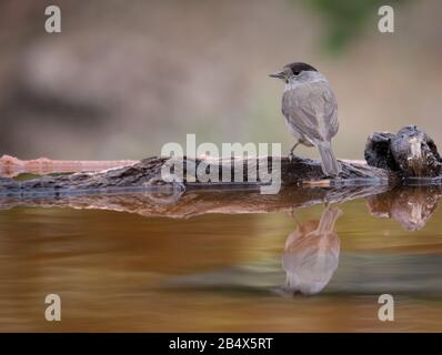 Eurasian blackcap o sylvia atricapilla bere acqua e vedere la sua riflessione sull'acqua Foto Stock