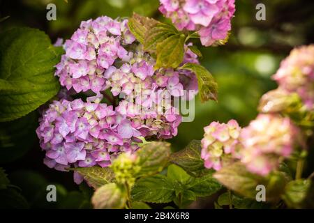 Illuminare le cose. Rosa ortensie in piena fioritura. Fioritura fiori nel giardino estivo. Hydrangea blossom sulla giornata di sole. Fioritura hortensia impianto Foto Stock