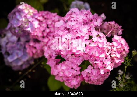 Illuminare le cose. Rosa ortensie in piena fioritura. Fioritura fiori nel giardino estivo. Hydrangea blossom sulla giornata di sole. Fioritura hortensia impianto Foto Stock