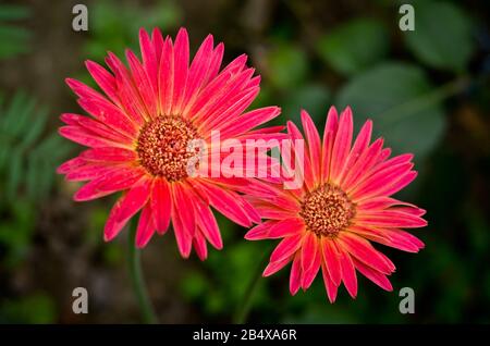 Due fiori Dahlia pieno fiore in giardino Foto Stock