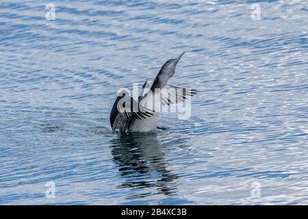 Wintering Grande subacqueo settentrionale, o comune loon, Gavia armer, stretching e preening nelle acque costiere. Foto Stock