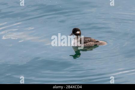 Bufflehead femminile, Bucephala albeola in inverno piumaggio, nelle acque costiere, Monterey. Foto Stock