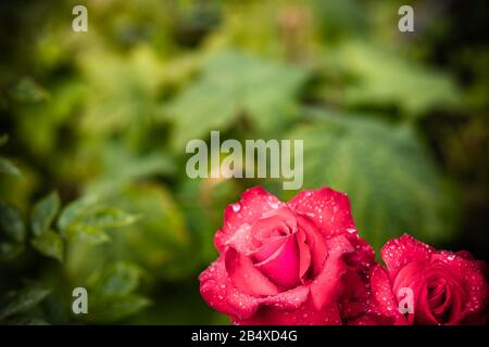 Un bouquet di rose rosa in fiore con foglie e gocce d'acqua nel roseto durante Spring.Rose e pioggia, forma elegante e gocce splendenti Foto Stock