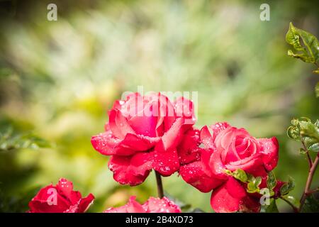 Un bouquet di rose rosa in fiore con foglie e gocce d'acqua nel roseto durante Spring.Rose e pioggia, forma elegante e gocce splendenti Foto Stock