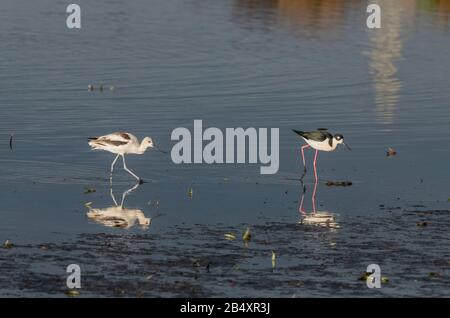 Avocet americano, Recurvirostra americana e alimentazione di tilt a collo nero nel fango di estuario, California. Foto Stock