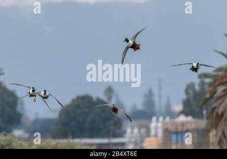 Pala settentrionale, Spatola clypeata, gruppo in volo sopra l'habitat costiero di estuario; inizio inverno. Foto Stock