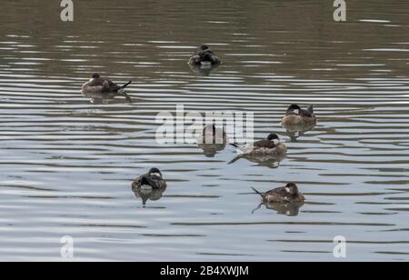 Gruppo di Ruddy anatra, Oxyura jamaicensis, in inverno piumaggio in estuario. California. Foto Stock