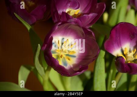 tulipani viola illuminati sulla parte anteriore sotto il sole, tulipani primaverili di colore viola da vicino Foto Stock