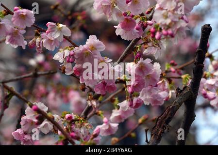 02 marzo 2020, Renania settentrionale-Vestfalia, Duesseldorf: Un albero giapponese in fiore di ciliegio è in fiore in un parco. Il fiore di ciliegio giapponese è uno dei simboli più importanti della cultura giapponese. È sinonimo di bellezza, risveglio e transitorietà. Foto: Horst Ossinger//Dpa Foto Stock