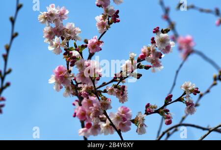 02 marzo 2020, Renania settentrionale-Vestfalia, Duesseldorf: Un albero giapponese in fiore di ciliegio è in fiore in un parco. Il fiore di ciliegio giapponese è uno dei simboli più importanti della cultura giapponese. È sinonimo di bellezza, risveglio e transitorietà. Foto: Horst Ossinger//Dpa Foto Stock