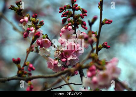 02 marzo 2020, Renania settentrionale-Vestfalia, Duesseldorf: Un albero giapponese in fiore di ciliegio è in fiore in un parco. Il fiore di ciliegio giapponese è uno dei simboli più importanti della cultura giapponese. È sinonimo di bellezza, risveglio e transitorietà. Foto: Horst Ossinger//Dpa Foto Stock