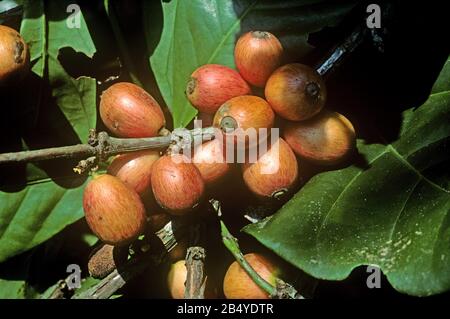 Ciliegie rosse di maturazione del caffè liberiano (Coffea liberica) sul cespuglio, Malesia, febbraio Foto Stock