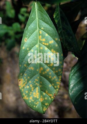 Macchie necrotiche causate dalla ruggine del caffè (Hemileia vastatrix) sulla superficie superiore di una foglia di caffè (caffè arabica), Malesia, febbraio Foto Stock