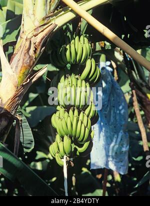 Banane verdi mature in grappoli sulla pianta con copertura protettiva di plastica rimossa, Minanao, Filippine, febbraio Foto Stock
