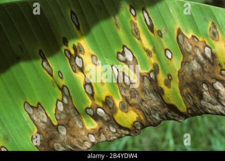 sigatoka gialla (Mycosphaerella musicola)lesioni e necrosi sulle foglie di banane giovani, Malaysia, febbraio, Foto Stock