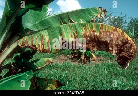 sigatoka gialla (Mycosphaerella musicola)lesioni e necrosi sulle foglie di banane giovani, Malaysia, febbraio, Foto Stock