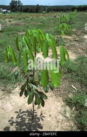 Giovane gomma (Hevea brasiliensis) albero che ssapling in nuovo stabilimento piantagione di gomma, Malesia, febbraio Foto Stock