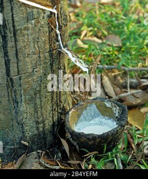 Lattice bianco che scorre dal taglio appena fatto nella corteccia dell'albero di gomma (Hevea brasiliensis), Malacca, Malesia, febbraio Foto Stock