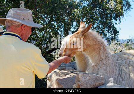 2 lama; mangiare foglie di mano d'uomo, grandi animali; cantina; Vina Santa Cruz; Sud America; Colchagua Valley, Cile; estate, MR Foto Stock