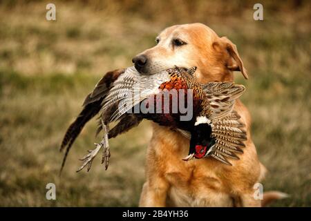 Un cane da caccia con un fagiano a collo d'anello in bocca Foto Stock